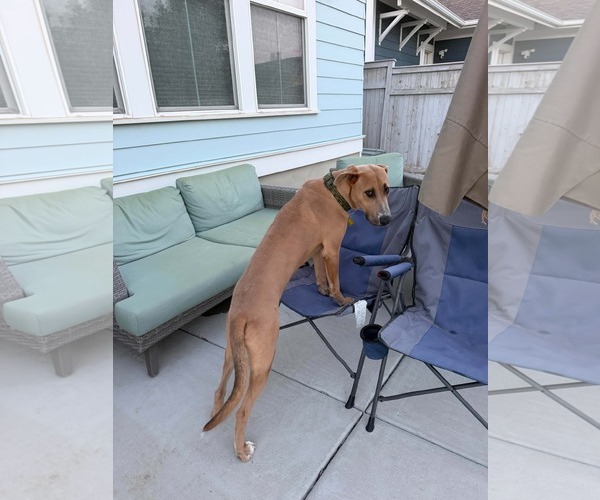 Medium Photo #5 Great Dane-Unknown Mix Puppy For Sale in Sandy, UT, USA