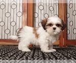 Puppy Wambo Shih Tzu