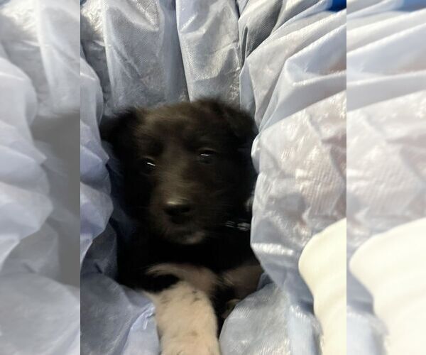 Medium Photo #1 Collie-Unknown Mix Puppy For Sale in Calgary, Alberta, Canada