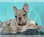 Small Photo #8 French Bulldog Puppy For Sale in RENTON, WA, USA