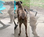 Small #22 Great Dane