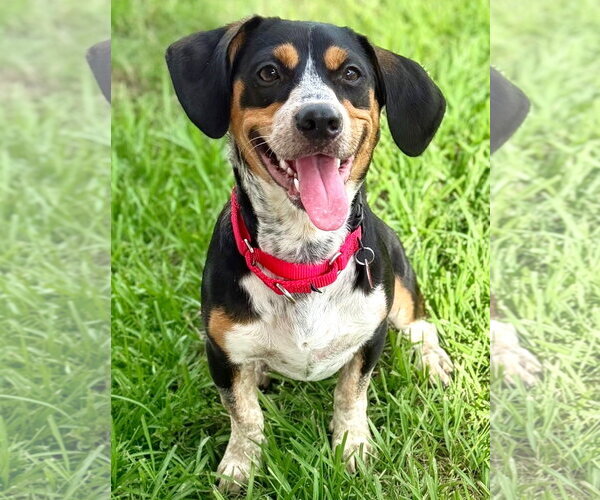 Medium Photo #6 Doxle Puppy For Sale in Dunnellon, FL, USA