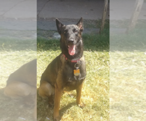 Mother of the Belgian Malinois puppies born on 07/19/2019