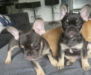 French Bulldog Puppy for sale in MAPLE GROVE, MN, USA