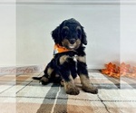 Small #4 Bernedoodle (Miniature)