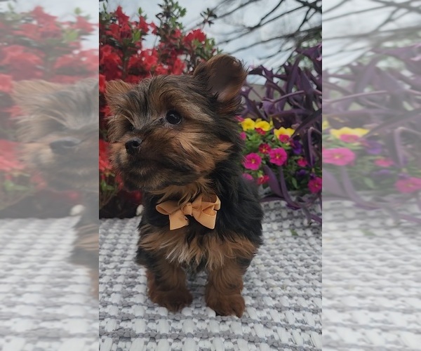 Medium Photo #5 Yorkshire Terrier Puppy For Sale in INDIANAPOLIS, IN, USA