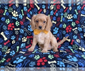 Cavapoo (Miniature) Puppy for sale in LAKELAND, FL, USA