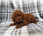 Small #4 Goldendoodle (Miniature)