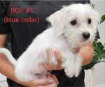 Puppy Puppy 1 Maltese-Maltipoo Mix