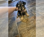 Small Wire Fox Terrier-Yorkshire Terrier Mix