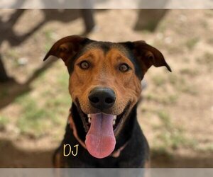 Doberman Pinscher-Unknown Mix Dogs for adoption in Orange, CA, USA