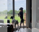 Small Photo #11 German Shorthaired Pointer Puppy For Sale in ARKANSAS CITY, KS, USA