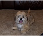 Small Photo #1 Havanese Puppy For Sale in DREXEL, MO, USA