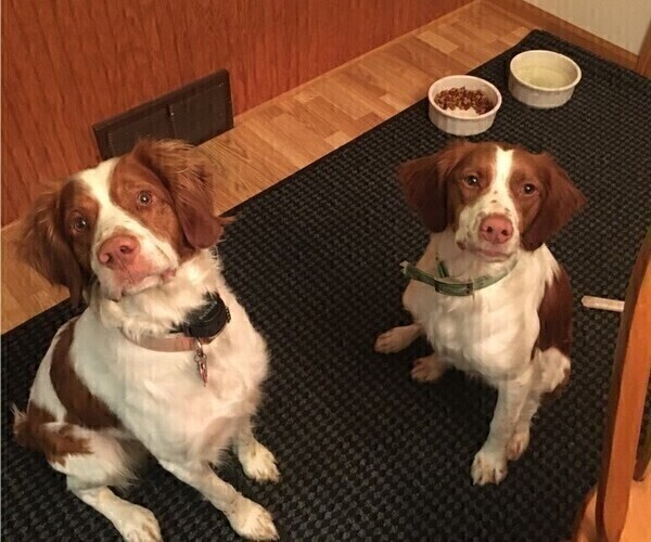 Medium Photo #3 Brittany Puppy For Sale in WESTON, WI, USA