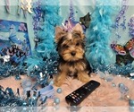 Small #3 Yorkshire Terrier
