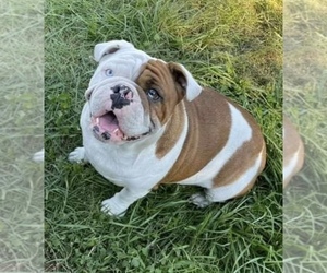 Mother of the Bulldog puppies born on 10/18/2023