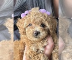 Small #1 Poodle (Toy)