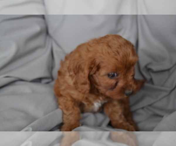 Medium Photo #4 Cavapoo Puppy For Sale in GREENWOOD, WI, USA