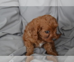Small #3 Cavapoo