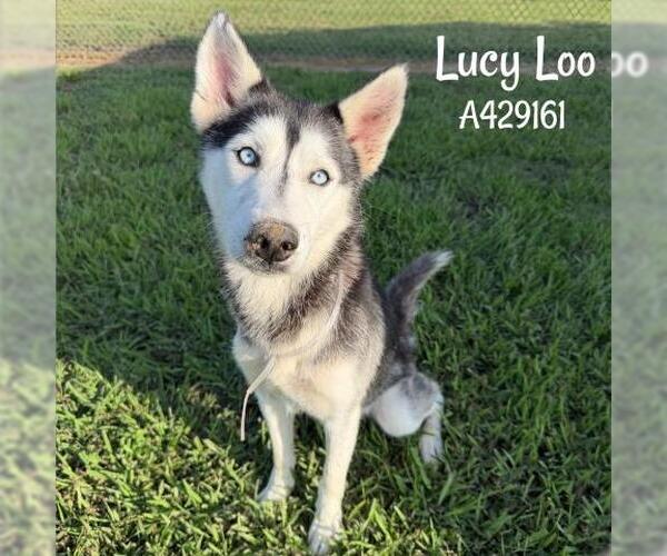 Medium Photo #2 Siberian Husky Puppy For Sale in Conroe, TX, USA