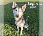 Small #1 Siberian Husky