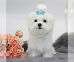 Image preview for Ad Listing. Nickname: Tiny boy Aspen