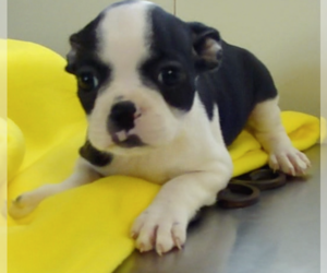 Boston Terrier Puppy for sale in BEND, OR, USA