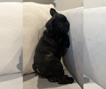 Puppy 2 French Bulldog