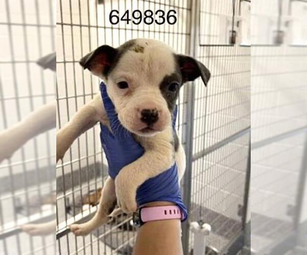 Medium Photo #4 Mutt Puppy For Sale in Houston, TX, USA