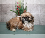 Small #2 Shih Tzu