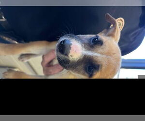 German Shepherd Dog Dogs for adoption in Norco, CA, USA