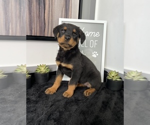 Rottweiler Puppy for sale in FRANKLIN, IN, USA