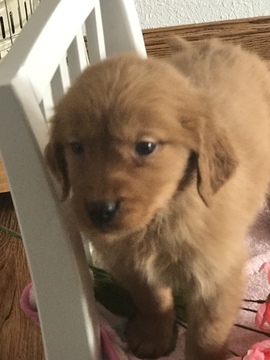 Medium Photo #1 Golden Retriever Puppy For Sale in ALTONA, IN, USA