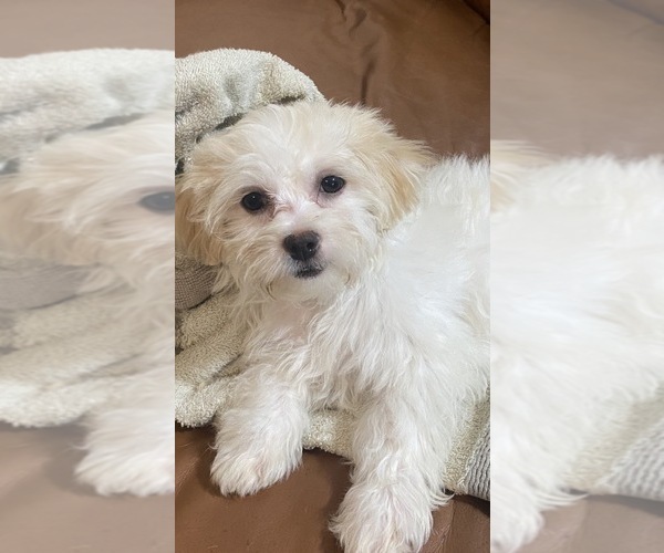 Medium Photo #1 Morkie Puppy For Sale in DES PLAINES, IL, USA