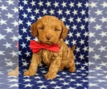 Small Photo #2 Goldendoodle Puppy For Sale in KIRKWOOD, PA, USA