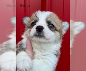 Pembroke Welsh Corgi Puppy for sale in ORONOGO, MO, USA