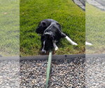 Small #7 Border Collie Mix