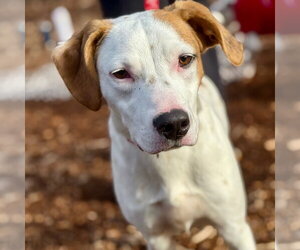 Toby - Male Mutt Dog for Adoption - Photo #3