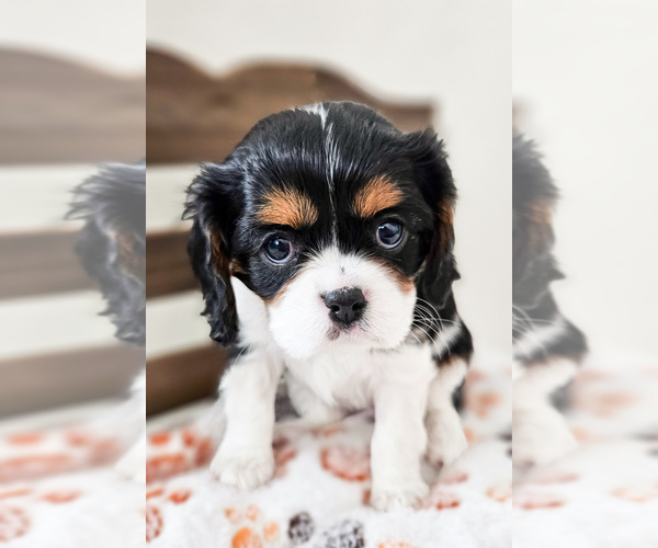 Medium Photo #2 Cavalier King Charles Spaniel Puppy For Sale in HIGHLAND, UT, USA