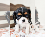 Small Photo #2 Cavalier King Charles Spaniel Puppy For Sale in HIGHLAND, UT, USA