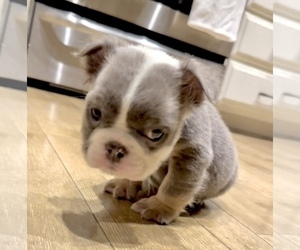 English Bulldog Puppy for sale in FORT LAUDERDALE, FL, USA