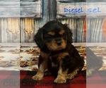 Puppy Diesel Cavalier King Charles Spaniel