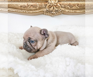 French Bulldog Puppy for Sale in CLAREMORE, Oklahoma USA