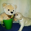 Small Photo #14 Goldendoodle Puppy For Sale in NEW BERN, NC, USA