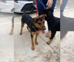 Small German Shepherd Dog Mix