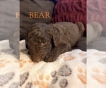 Small #13 Goldendoodle
