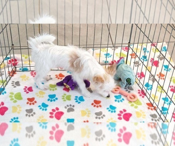 Medium Photo #13 Papitese Puppy For Sale in ORO VALLEY, AZ, USA