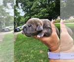 Small #1 American Bully