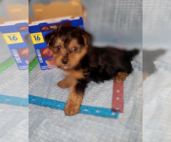 Medium Photo #42 Yorkshire Terrier Puppy For Sale in AKRON, OH, USA