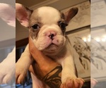 Small Photo #5 French Bulldog Puppy For Sale in RENSSELAER, NY, USA